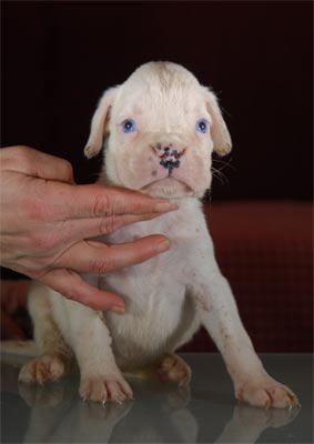 cuccioli_allevamento_cani_boxer_degli_scarronzoni_livorno_toscana_italia
