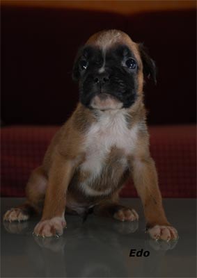 allevamento_cani_boxer_degli_scarronzoni_cuccioli_disponibili_livorno_toscana_italia