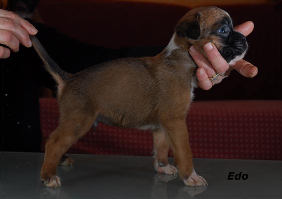 allevamento_cani_boxer_degli_scarronzoni_cuccioli_disponibili_livorno_toscana_italia