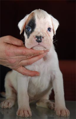 cuccioli_allevamento_cani_boxer_degli_scarronzoni_livorno_toscana_italia
