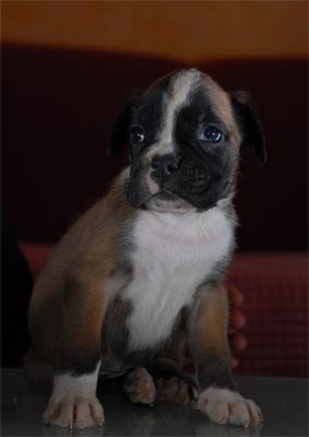 cuccioli_allevamento_cani_boxer_degli_scarronzoni_livorno_toscana_italia