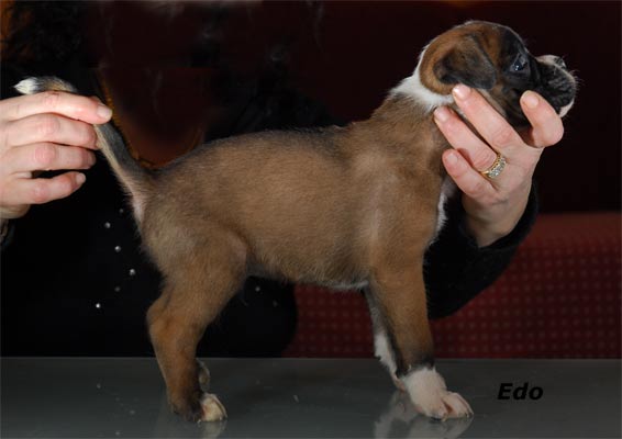 cuccioli_allevamento_cani_boxer_degli_scarronzoni_livorno_toscana_italia