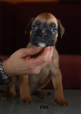 cuccioli_allevamento_cani_boxer_degli_scarronzoni_livorno_toscana_italia