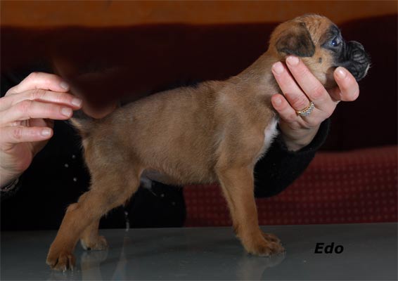 cuccioli_allevamento_cani_boxer_degli_scarronzoni_livorno_toscana_italia