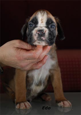 cuccioli_allevamento_cani_boxer_degli_scarronzoni_livorno_toscana_italia