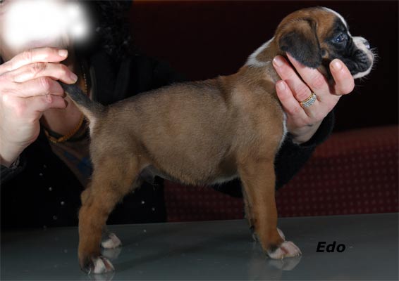cuccioli_allevamento_cani_boxer_degli_scarronzoni_livorno_toscana_italia