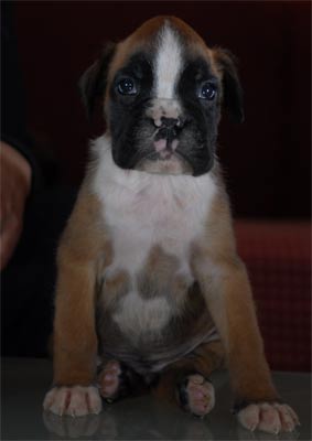 cuccioli_allevamento_cani_boxer_degli_scarronzoni_livorno_toscana_italia