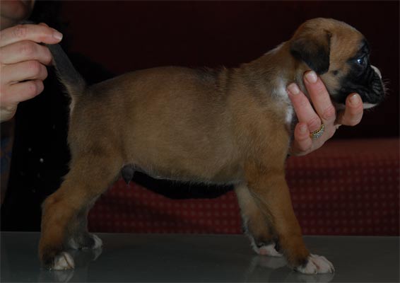 cuccioli_allevamento_cani_boxer_degli_scarronzoni_livorno_toscana_italia
