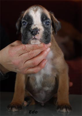 cuccioli_allevamento_cani_boxer_degli_scarronzoni_livorno_toscana_italia