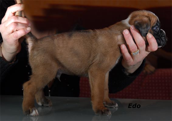 cuccioli_allevamento_cani_boxer_degli_scarronzoni_livorno_toscana_italia