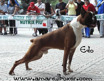 allevamento_cani_boxer_degli_scarronzoni_cuccioli_disponibili_livorno_toscana_italia