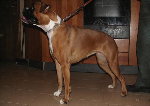 allevamento_cani_boxer_degli_scarronzoni_cuccioli_disponibili_livorno_toscana_italia
