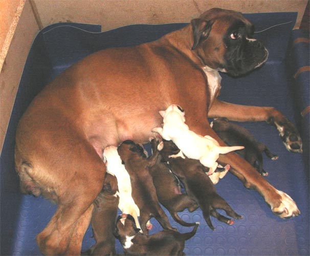 allevamento_cani_boxer_degli_scarronzoni_cuccioli_disponibili_livorno_toscana_italia