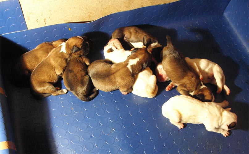 allevamento_cani_boxer_degli_scarronzoni_cuccioli_disponibili_livorno_toscana_italia