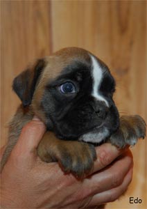  allevamento_cani_boxer_degli_scarronzoni_cuccioli_disponibili_livorno_toscana_italia