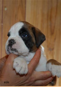 allevamento_cani_boxer_degli_scarronzoni_cuccioli_disponibili_livorno_toscana_italia
