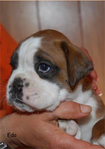 allevamento_cani_boxer_degli_scarronzoni_cuccioli_disponibili_livorno_toscana_italia