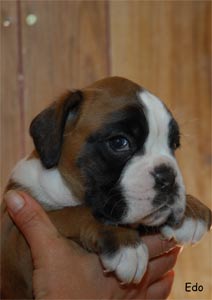 allevamento_cani_boxer_degli_scarronzoni_cuccioli_disponibili_livorno_toscana_italia