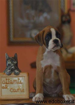 allevamento_cani_boxer_degli_scarronzoni_cuccioli_disponibili_livorno_toscana_italia