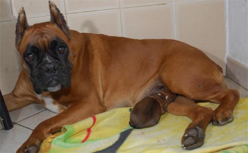 allevamento_cani_boxer_degli_scarronzoni_cuccioli_disponibili_livorno_toscana_italia