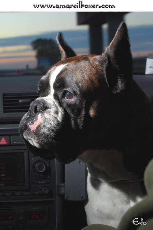 allevamento_cani_boxer_degli_scarronzoni_cuccioli_disponibili_livorno_toscana_italia