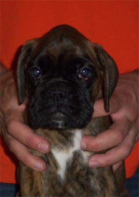 allevamento_cani_boxer_degli_scarronzoni_cuccioli_disponibili_livorno_toscana_italia