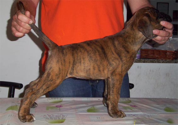 allevamento_cani_boxer_degli_scarronzoni_cuccioli_disponibili_livorno_toscana_italia