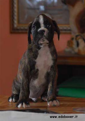 allevamento_cani_boxer_degli_scarronzoni_cuccioli_disponibili_livorno_toscana_italia