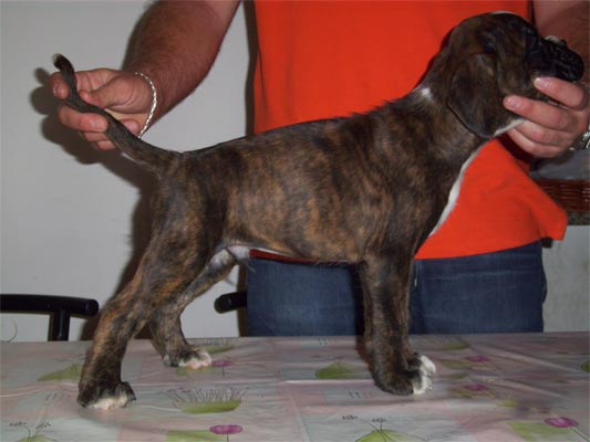 allevamento_cani_boxer_degli_scarronzoni_cuccioli_disponibili_livorno_toscana_italia