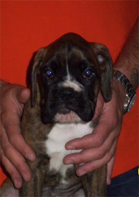 allevamento_cani_boxer_degli_scarronzoni_cuccioli_disponibili_livorno_toscana_italia