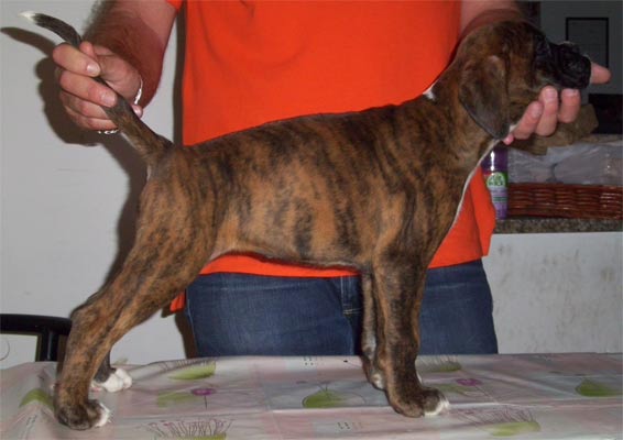 allevamento_cani_boxer_degli_scarronzoni_cuccioli_disponibili_livorno_toscana_italia