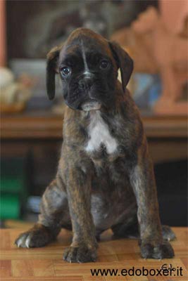 allevamento_cani_boxer_degli_scarronzoni_cuccioli_disponibili_livorno_toscana_italia