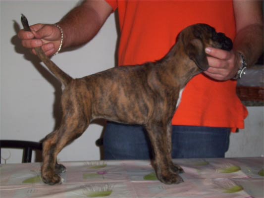 allevamento_cani_boxer_degli_scarronzoni_cuccioli_disponibili_livorno_toscana_italia