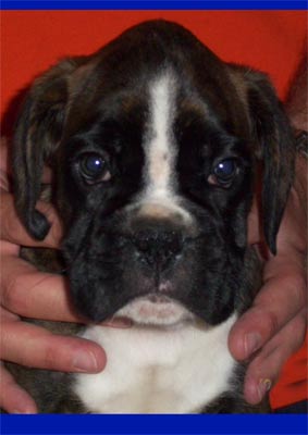 allevamento_cani_boxer_degli_scarronzoni_cuccioli_disponibili_livorno_toscana_italia