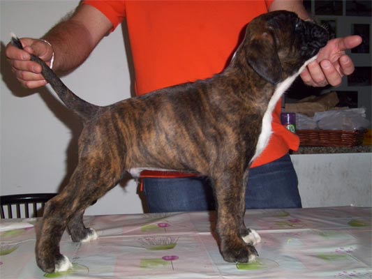 allevamento_cani_boxer_degli_scarronzoni_cuccioli_disponibili_livorno_toscana_italia