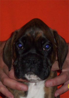 allevamento_cani_boxer_degli_scarronzoni_cuccioli_disponibili_livorno_toscana_italia