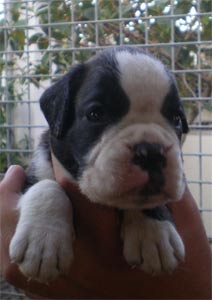 cuccioli_allevamento_cani_boxer_degli_scarronzoni_livorno_toscana_italia
