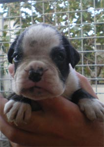 cuccioli_allevamento_cani_boxer_degli_scarronzoni_livorno_toscana_italia