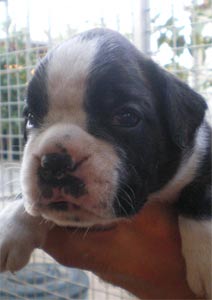 cuccioli_allevamento_cani_boxer_degli_scarronzoni_livorno_toscana_italia
