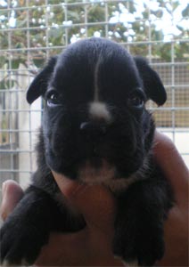 cuccioli_allevamento_cani_boxer_degli_scarronzoni_livorno_toscana_italia