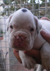 cuccioli_allevamento_cani_boxer_degli_scarronzoni_livorno_toscana_italia