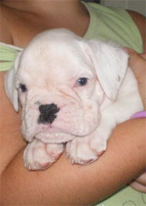 cuccioli_allevamento_cani_boxer_degli_scarronzoni_livorno_toscana_italia