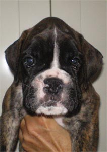 cuccioli_allevamento_cani_boxer_degli_scarronzoni_livorno_toscana_italia