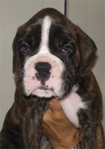  cuccioli_allevamento_cani_boxer_degli_scarronzoni_livorno_toscana_italia