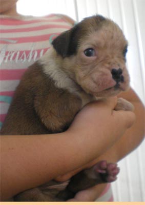 cuccioli_allevamento_cani_boxer_degli_scarronzoni_livorno_toscana_italia