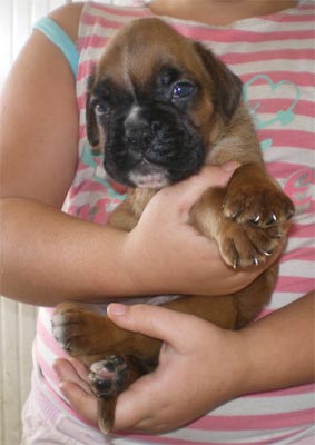 cuccioli_allevamento_cani_boxer_degli_scarronzoni_livorno_toscana_italia