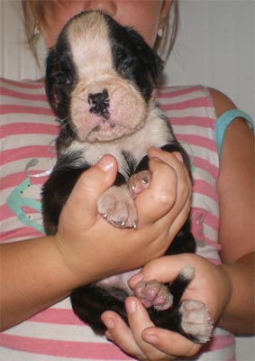 cuccioli_allevamento_cani_boxer_degli_scarronzoni_livorno_toscana_italia