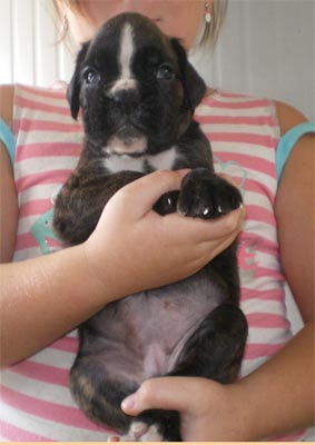 cuccioli_allevamento_cani_boxer_degli_scarronzoni_livorno_toscana_italia