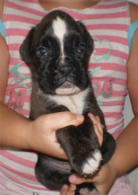 cuccioli_allevamento_cani_boxer_degli_scarronzoni_livorno_toscana_italia