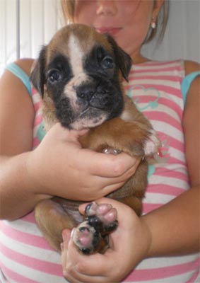 cuccioli_allevamento_cani_boxer_degli_scarronzoni_livorno_toscana_italia